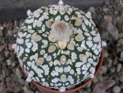 Astrophytum Super Kabuto pot 5,5 cm - 12405983