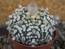 Astrophytum Super Kabuto pot 5,5 cm - 12405984