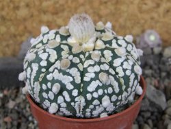 Astrophytum Super Kabuto pot 5,5 cm - 12405985