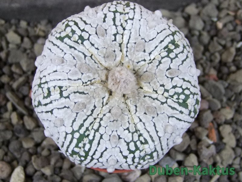 Astrophytum Super Kabuto pot 5,5 cm