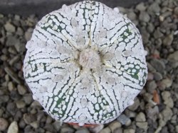 Astrophytum Super Kabuto pot 5,5 cm