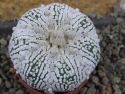Astrophytum Super Kabuto pot 5,5 cm - 12405987
