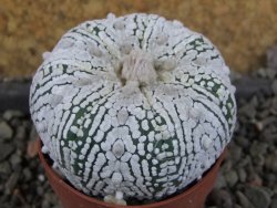 Astrophytum Super Kabuto pot 5,5 cm - 12405988