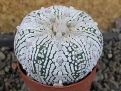 Astrophytum Super Kabuto pot 5,5 cm - 12405989