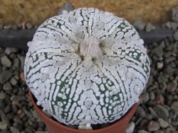 Astrophytum Super Kabuto pot 5,5 cm - 12405990