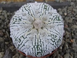 Astrophytum Super Kabuto pot 5,5 cm - 12405992