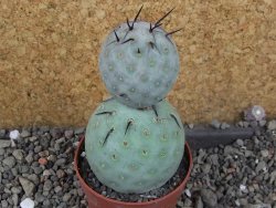 Tephrocactus geometricus pot 6,5 cm - 12405993