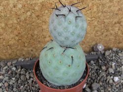 Tephrocactus geometricus pot 6,5 cm