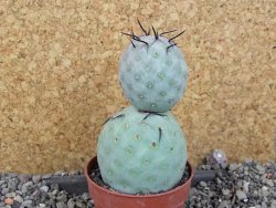 Tephrocactus geometricus pot 6,5 cm - 12405995
