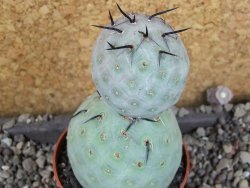 Tephrocactus geometricus pot 6,5 cm - 12405996