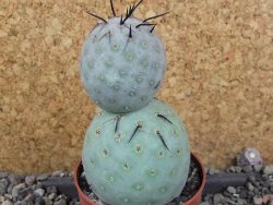 Tephrocactus geometricus pot 6,5 cm - 12405997