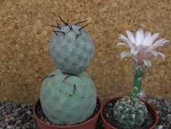 Tephrocactus geometricus pot 6,5 cm - 12405998