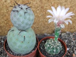 Tephrocactus geometricus pot 6,5 cm - 12405999