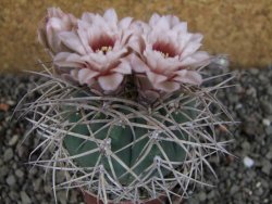 Gymnocalycium cardenasianum JO 193 pot 7 cm - 12406008
