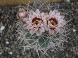 Gymnocalycium cardenasianum JO 193 pot 7 cm - 12406009