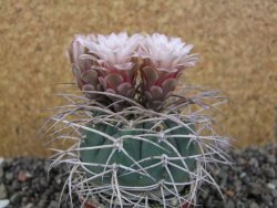 Gymnocalycium cardenasianum JO 193 pot 7 cm