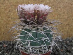 Gymnocalycium cardenasianum JO 193 pot 7 cm - 12406011