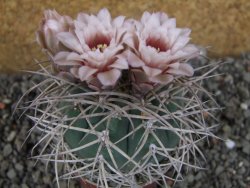 Gymnocalycium cardenasianum JO 193 pot 7 cm - 12406012