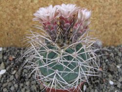 Gymnocalycium cardenasianum JO 193 pot 7 cm - 12406013