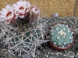 Gymnocalycium cardenasianum JO 193 pot 7 cm - 12406021