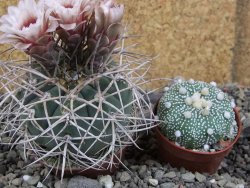 Gymnocalycium cardenasianum JO 193 pot 7 cm - 12406022
