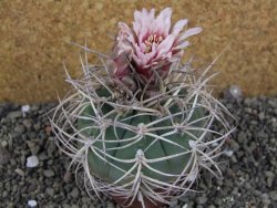 Gymnocalycium cardenasianum JO 193 pot 7 cm - 12406015