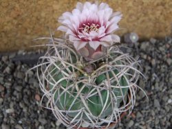 Gymnocalycium cardenasianum JO 193 pot 7 cm - 12406029
