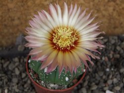Astrophytum asterias nudum X red červený květ, akabana, pot 5,5 cm