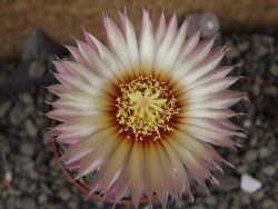 Astrophytum asterias nudum X red červený květ, akabana, pot 5,5 cm - 12406034
