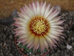 Astrophytum asterias nudum X red červený květ, akabana, pot 5,5 cm - 12406035