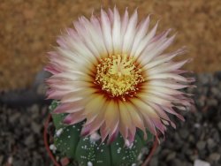 Astrophytum asterias nudum X red červený květ, akabana, pot 5,5 cm - 12406036