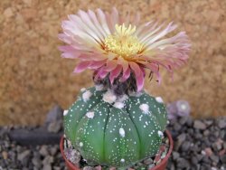 Astrophytum asterias nudum X red červený květ, akabana, pot 5,5 cm - 12406037