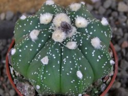 Astrophytum asterias nudum X red červený květ, akabana, pot 5,5 cm - 12406038
