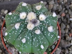 Astrophytum asterias nudum X red červený květ, akabana, pot 5,5 cm - 12406039
