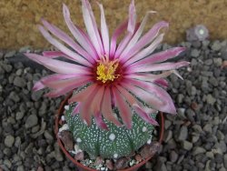 Astrophytum asterias nudum X red červený květ, akabana, pot 5,5 cm