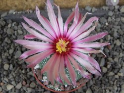 Astrophytum asterias nudum X red červený květ, akabana, pot 5,5 cm - 12406048