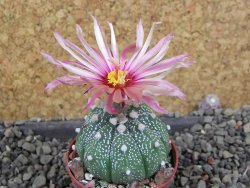 Astrophytum asterias nudum X red červený květ, akabana, pot 5,5 cm - 12406049