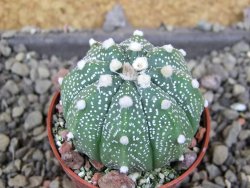 Astrophytum asterias nudum X red červený květ, akabana, pot 5,5 cm - 12406050