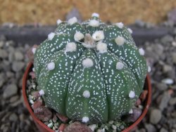 Astrophytum asterias nudum X red červený květ, akabana, pot 5,5 cm - 12406051