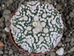 Astrophytum Hanazano Kabuto Star Shape, pot 5,5 cm - 12406059