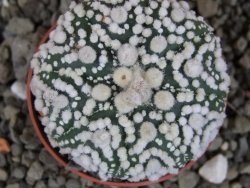 Astrophytum Hanazano Kabuto Star Shape, pot 5,5 cm - 12406060