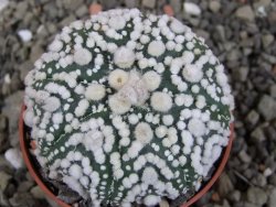 Astrophytum Hanazano Kabuto Star Shape, pot 5,5 cm - 12406061