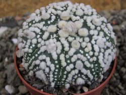 Astrophytum Hanazano Kabuto Star Shape, pot 5,5 cm - 12406062