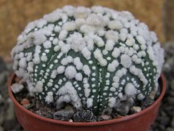 Astrophytum Hanazano Kabuto Star Shape, pot 5,5 cm - 12406063