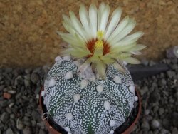Astrophytum Hanazano Kabuto hybrid pot 6,5 cm - 12406065