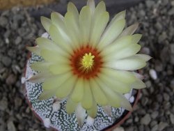 Astrophytum Hanazano Kabuto hybrid pot 6,5 cm - 12406067