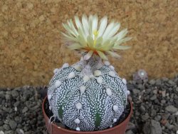 Astrophytum Hanazano Kabuto hybrid pot 6,5 cm - 12406068