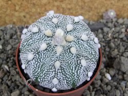 Astrophytum Hanazano Kabuto hybrid pot 6,5 cm - 12406069