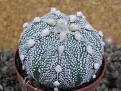 Astrophytum Hanazano Kabuto hybrid pot 6,5 cm - 12406070