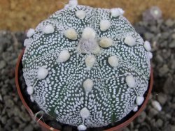 Astrophytum Hanazano Kabuto hybrid pot 6,5 cm - 12406071